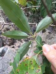 Neolitsea dealbata