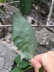 Neolitsea dealbata