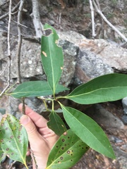 Neolitsea dealbata