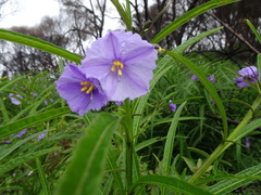 Solanum vescum