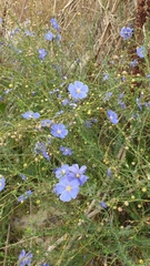 Linum perenne