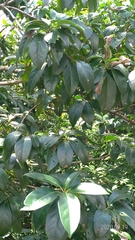 Ehretia longiflora