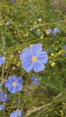Linum perenne