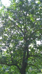 Ehretia longiflora
