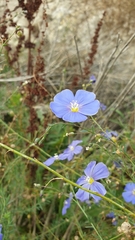 Linum perenne