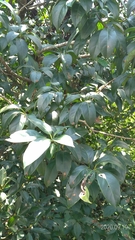 Ehretia longiflora