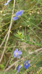 Linum perenne