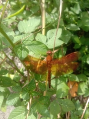 Neurothemis fluctuans