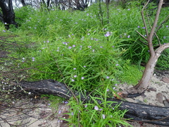 Solanum vescum