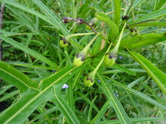 Solanum vescum