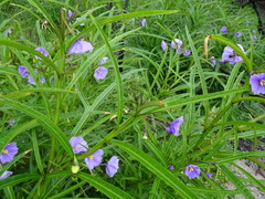 Solanum vescum