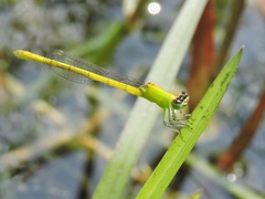 Agriocnemis kalinga