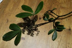 Pseudopanax macintyrei