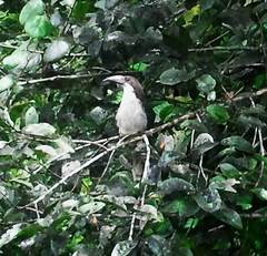 Ocyceros gingalensis