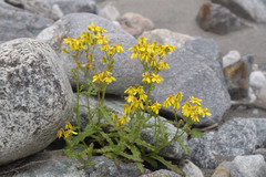 Senecio leucanthemifolius caucasicus