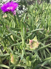 Carpobrotus deliciosus