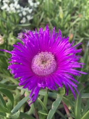 Carpobrotus deliciosus