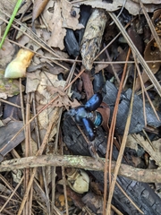 Phelotrupes insulanus