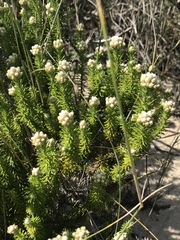 Helichrysum teretifolium