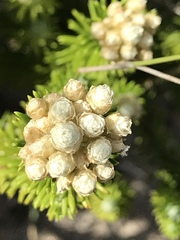 Helichrysum teretifolium