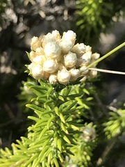Helichrysum teretifolium