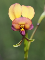 Diuris longifolia