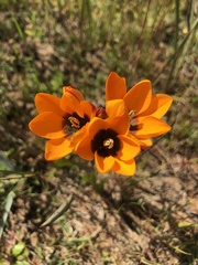 Ixia calendulacea