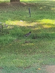 Acridotheres tristis