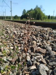 Camelina microcarpa