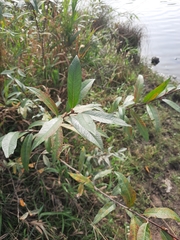 Salix myrsinifolia