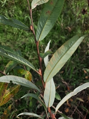 Salix myrsinifolia