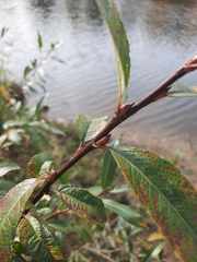 Salix myrsinifolia