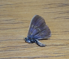 Pseudonacaduba sichela sichela