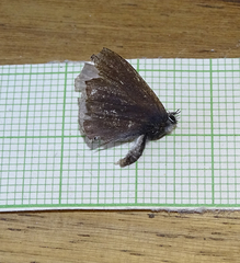 Pseudonacaduba sichela sichela