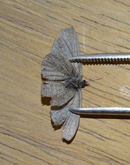 Pseudonacaduba sichela sichela