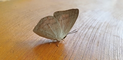 Curetis santana