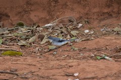 Motacilla clara
