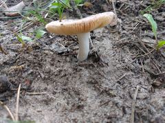 Russula risigallina