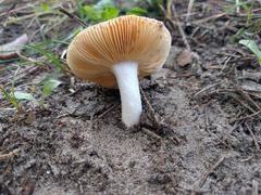 Russula risigallina