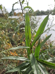 Salix gmelinii