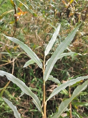 Salix gmelinii
