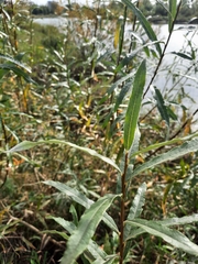 Salix gmelinii