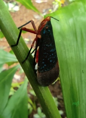 Kalidasa lanata
