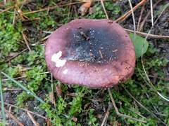 Russula cessans