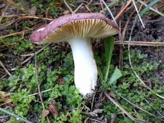 Russula cessans