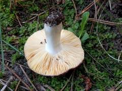 Russula cessans
