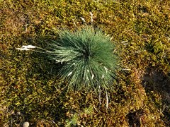 Corynephorus canescens