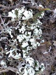 Cladonia foliacea