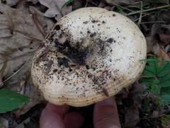 Lactarius evosmus