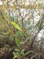 Salix triandra